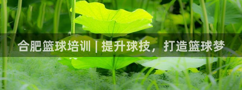 极悦平台官网登录不了：合肥篮球培训 | 提升球技，打