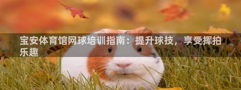 极悦平台与网易合作详情：宝安体育馆网球培训指南：提升