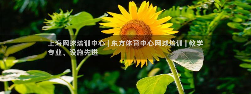 极悦平台注册流程：上海网球培训中心 | 东方体育中心